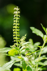 Basil flower plant
