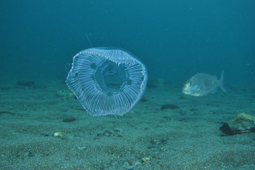 Aequorea jellyfish hovering above sandy bottom while young snapper approaching. © Daniel Poloha
