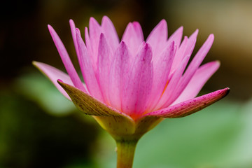 Lotus flower and Lotus flower plants