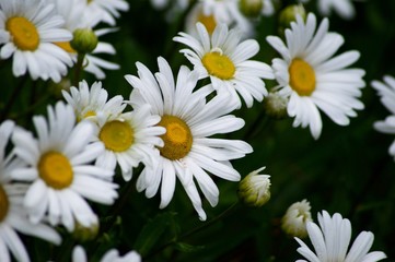 Obraz premium Wild Daisies