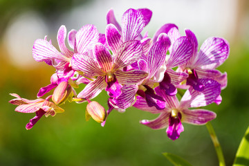 Flowers orchid