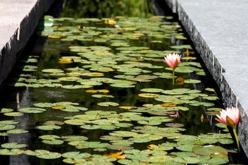 Water Lily Pond