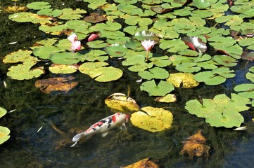 Koi Fish in Pond of Water Liliies