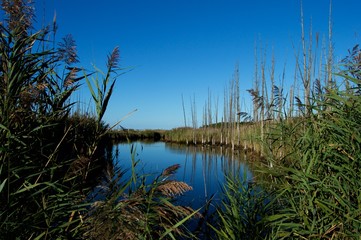 Jersey Shore Marshes
