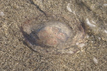 Jellyfish on Gulf Coast