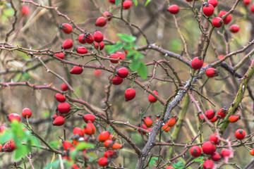 Organic rose hip at plantation.Close-up shoot