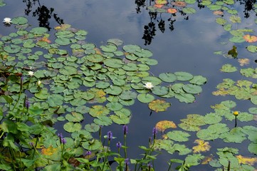 Lilly Pads