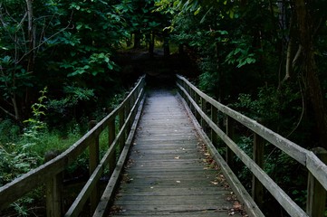 Wooden Bridge Leading into the Wood