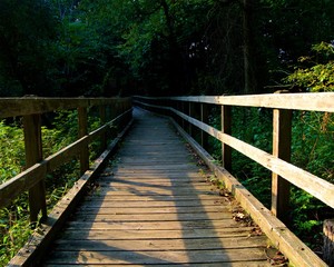 Wooden Bridge Leading into the Wood