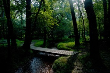 Obraz premium Wooden Bridge in Lush Green Forest