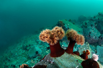 Deep reef with anemones