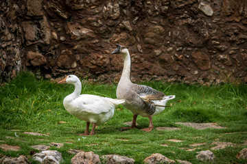 Farm goose and white goose