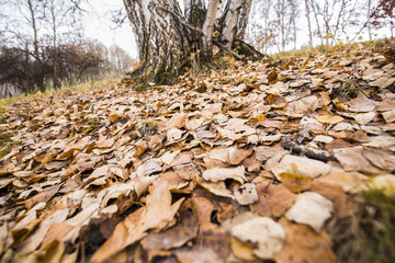 The autumn birch trees and leaves
