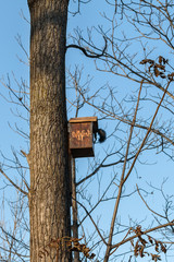 The squirrel disappears in a lodge