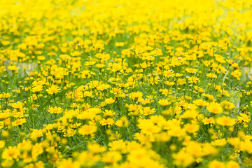 Dahlberg daisy, Gold carpe flowers