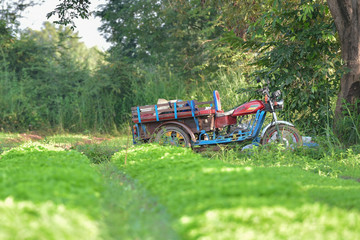 Tobacco farmers in the Upper East region.