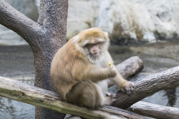 Image of a brown rhesus monkeys on nature background.