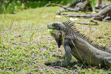 Iguana eating its food on the grass ground.