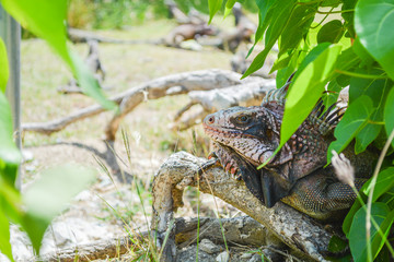 Iguana hiding in the bush shadow in sunny day.