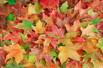 colorful autumn maple leaves background