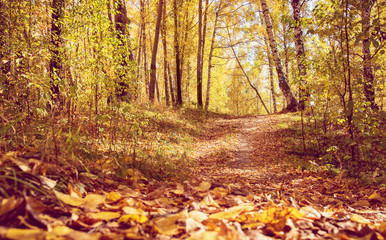 Pathway through Golden Fall Forest in Park As Autumn Landscape