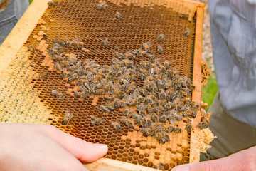 Bees on a single frame being looked at