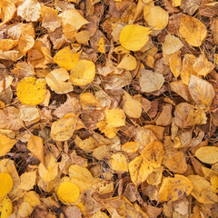 Yellow annd Golden Leaves as Autumn Natural Background