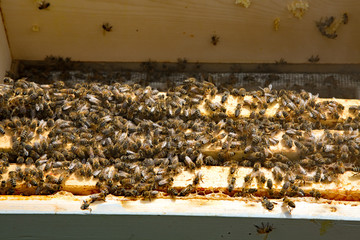Bees on top of frames