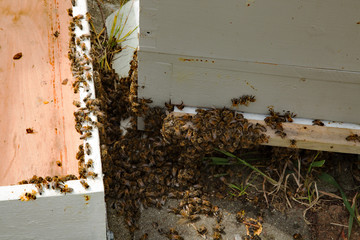 confused bees on ground at base of hive clustered