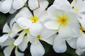 Soft focus Plumeria flowers white with green leaves. Blurred Frangipani with green leaf. Plumeria and green leaf.