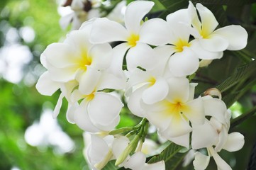 Soft focus Plumeria flowers white with green leaves. Blurred Frangipani with green leaf. Plumeria and green leaf.