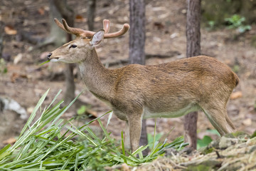 Image of a sambar deer munching grass in the forest.