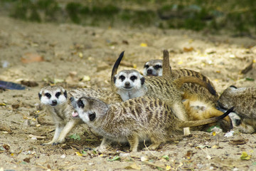 meerkats
