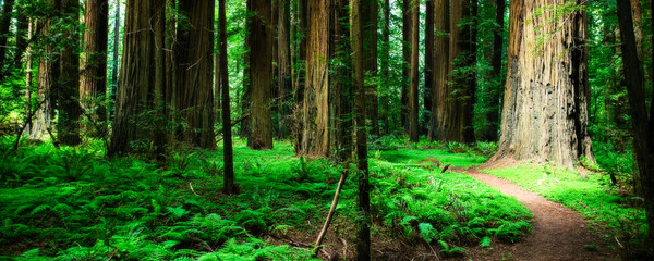 Redwood Path - obrazy, fototapety, plakaty