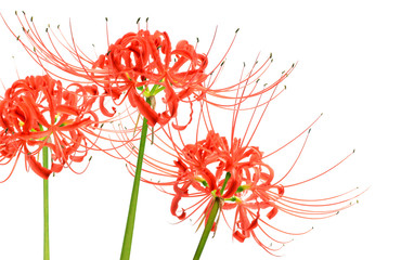 Lovely red spider lily flowers, known scientifically as Lycoris radiata, isolated on white...