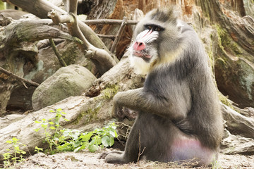 mandrill
