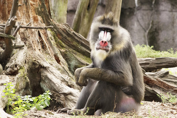 mandrill
