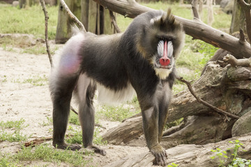 mandrill
