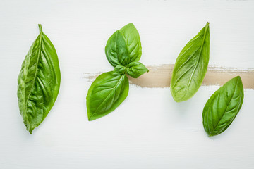 Fresh sweet green basil leaves on  white shabby wooden backgroun