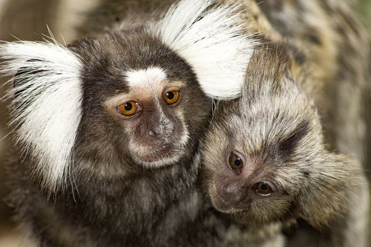  Marmoset, a mother with a child