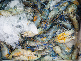 Closeup Fresh shrimp at the market,Thailand