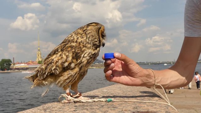 Thirsty owl drinking water