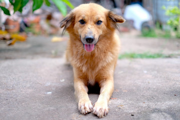 Portrait of a dog laying on a steet and looking  camera