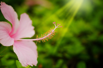 Pink the shoeflower or china rose, genus Hibiscus in green garden affer raining  background