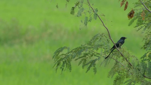 black drongo is resting on the tree branch in the green paddy field