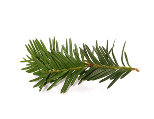 pine branch isolated on white background