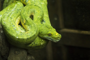 Close-up view of a green tree python in thailand (Morelia viridi