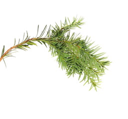 pine branch isolated on white background
