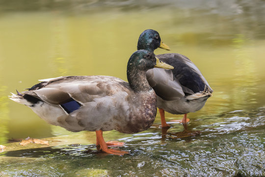 Image of two male mallard ducks (Anas platyrhynchos) standing on