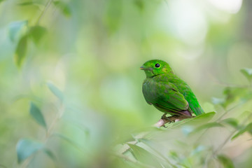Juvenile green bird.Green broadbill (calyptomena viridis) perchs lonely
